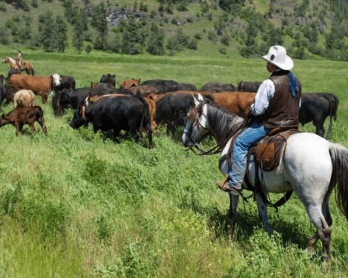 Cattle drive at Bull Hill Guest Ranch in northeastern Washington